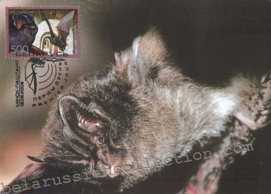 Barbastelle (Barbastella barbastellus)